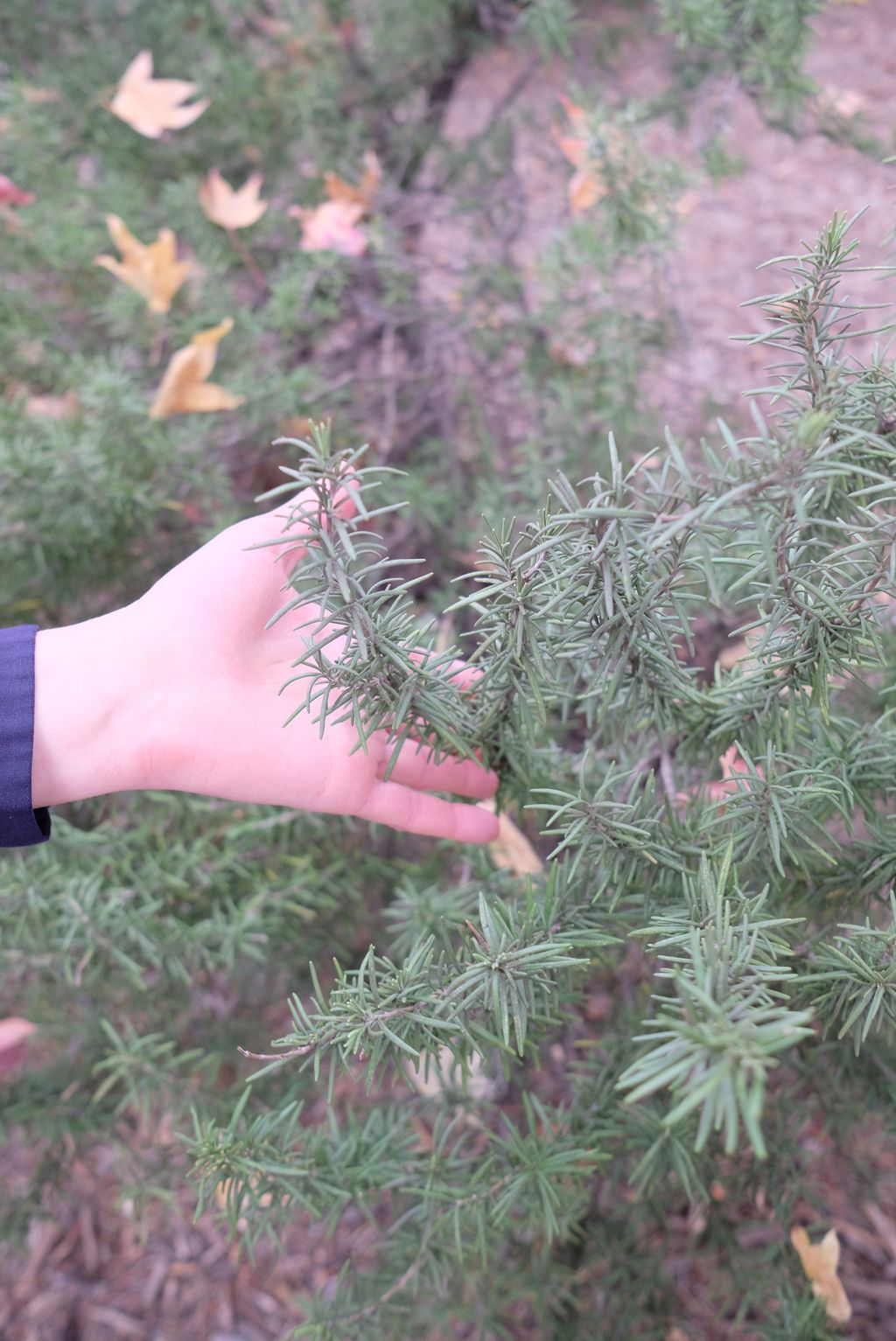 Close-up of a hand touching the leaves of a rosemary plant
