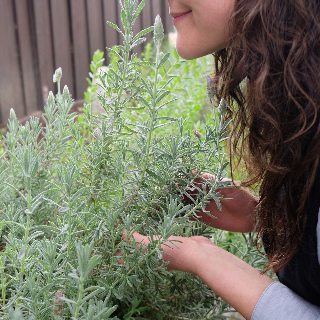 Close-up of a woman pausing to take in the scent of a flowering lavender plant